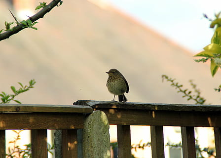 robin, perched, ung, fugl, flyve, vinger, fjer, dyreliv, næb, vild, dom, udendørs, aviær, majestætisk, væsen, ødemark, natur, pattedyr, hvirveldyr, dyr, dyr i naturen, dyre temaer, et dyr, perching, rækværk, træ - materiale, dag, fokus på forgrunden, ingen mennesker, hegn, grænse, barriere, fuld længde, plante, 4K, CC0, offentligt domæne, royaltyfrie