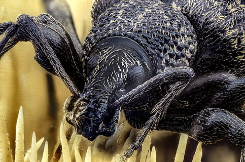 weevil, Chyba, brouk, hmyz, čenich, makro, extrémní makro, jednoho zvířete, zvířat, část těla zvířete, zvířata ve volné přírodě, nikdo, zvíře, detail, obratlovců, zaměřit se na popředí, den, Černá barva, Příroda, pták, venku, selektivní zaměření, rostlina, zoologie, 4K, CC0, veřejná doména, bez autorských práv