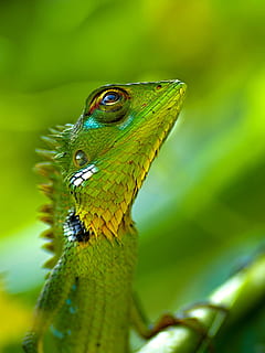 grøn reptil, bil, bbb, aaa, et dyr, dyre temaer, dyreliv, grøn farve, dyr i naturen, dyr, hvirveldyr, tæt på, fokus på forgrunden, natur, plante, ingen mennesker, dag, dyr kropsdel, firben, krybdyr, skønhed i naturen, dyr hoved, selektiv fokusering, udendørs, dyr øje, dyre skala, 2K, CC0, offentligt domæne, royaltyfrie