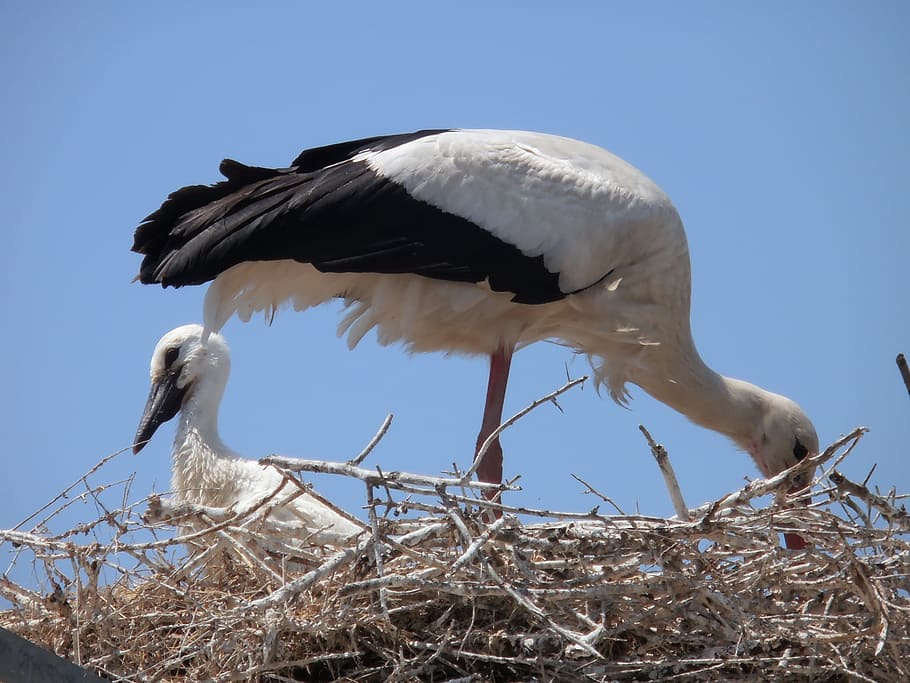 storks, eläimet, camargue, eläinten villieläimet, eläimiä, yksi eläin, lintu, eläin, sininen, eläinten teemoja, selkärankainen, taivas, matala kulma, eläinten pesä, ei ihmisiä, levitä siivet, luonto, päivä, lentäminen, kirkas taivas, ryhmä eläimiä, kattohaikara, kaksi eläintä, Linnunpesä, ulkona, eläinperhe, 1080P