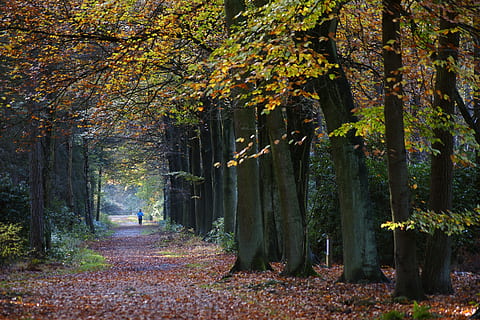 person, walking, pathway, trees, fall, tree, leaf, wood, nature, drove, runner, running, lonely, color, natural, season, forest, seasonal, environment, leaves, autumn, atmosphere, humid, autumn leaves, foliage, outdoors, sports, hiking, training, road, change, plant, trunk, tree trunk, land, growth, beauty in nature, plant part, day, tranquility, the way forward, direction, footpath, falling, woodland, autumn collection, treelined, 4K, CC0, public domain, royalty free