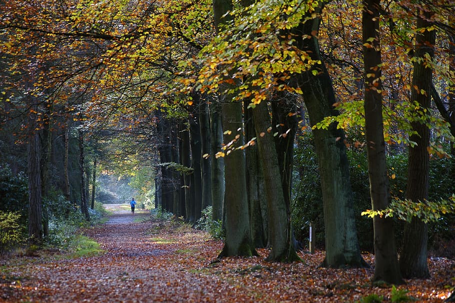 persona, a piedi, sentiero, alberi, autunno, albero, foglia, legna, natura, guidavo, corridore, in esecuzione, solitario, colore, naturale, stagione, foresta, di stagione, ambiente, le foglie, atmosfera, umido, foglie d'autunno, fogliame, all'aperto, gli sport, escursioni a piedi, formazione, strada, modificare, pianta, tronco, tronco d'albero, terra, crescita, bellezza nella natura, parte vegetale, giorno, la tranquillità, la strada davanti, direzione, caduta, bosco, collezione autunnale, treelined, 4K