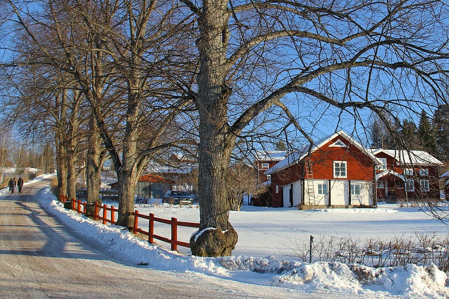 vermell, blanc, fusta, casa, arbres, durant el dia, neu, hivern, fred, bonic, tradicional, casa de camp, suec, camp, encantador, únic, dalarna, tallberg, suècia, europa, escandinavia, viatjar, turisme, blau, cel, vacances, escènic, arbre nu, temperatura de fred, arbre, exterior de l'edifici, estructura construïda, arquitectura, a l'aire lliure, planta, edifici, naturalesa, cobertura, cap gent, dia, Color blanc, branca, terra, 2K