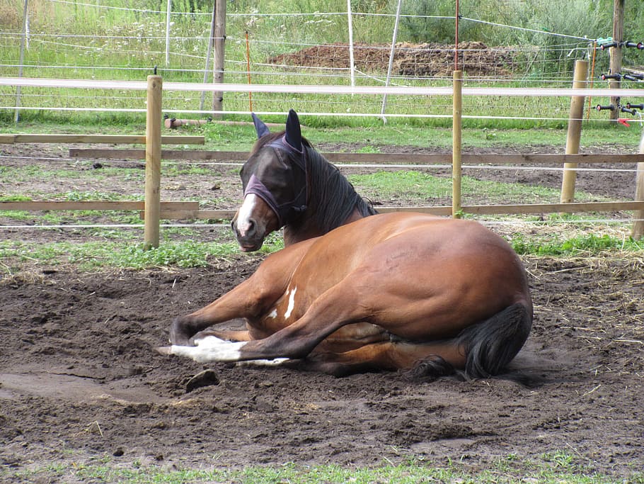 cavallo, accoppiamento, Marrone, preoccupazioni, pascolo, recinto, paddock, animali domestici, temi animali, un animale, bestiame, mammifero, nessuno, domestico, animale, vertebrato, campo, terra, confine, gruppo di animali, barriera, fauna selvatica, giorno, natura, ranch, erbivoro, penna animale, 5K