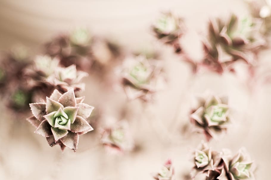 selettivo, messa a fuoco foto fiori close-up, verde, Marrone, succulente, succulento, fiore, avvicinamento, natura, pianta, macro, nessuno, concentrarsi sulle conoscenze acquisite, messa a fuoco selettiva, fragilità, bellezza nella natura, parte vegetale, freschezza, foglia, vulnerabilità, pianta fiorita, giorno, all'aperto, crescita, colore rosa, albero, pastello colorato, 2K