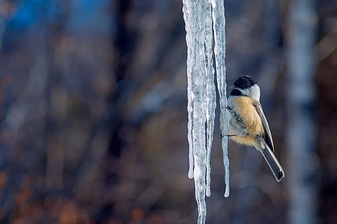 nærbilde, selektiv, fokus fotografering, fugl, Dryppsteinene, tit, is, vinter, kald, kontrast, snowy, dyre temaer, dyr, dyreliv, virveldyr, dyr i naturen, ett dyr, fokusere på forgrunnen, kaldtemperatur, dag, natur, ingen folk, utendørs, snø, perching, frossen, istapp, 1080P, CC0, offentlig domene, opphavsrett gratis