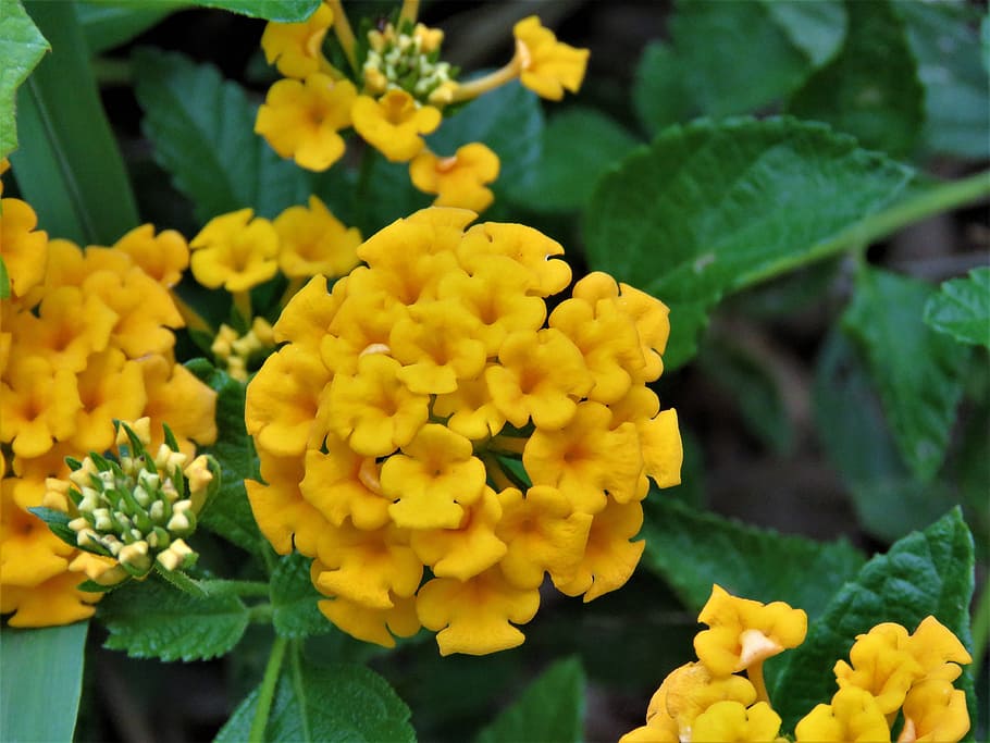 Blume, winzig, Gelb, Garten, blühende Pflanze, Frische, Pflanze, Verletzlichkeit, Schönheit in der Natur, Zerbrechlichkeit, Blütenstand, Blütenkopf, Wachstum, Blütenblatt, Nahansicht, Pflanzenteil, Lantana, Blatt, Natur, Fokus auf den Vordergrund, Tag, keine Leute, draußen, Frühling, Blumenstrauß, Blumenschmuck, 4K