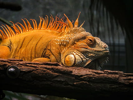 iguana, animal, dragon, lizard, scaly, one animal, animal themes, animals in the wild, reptile, animal wildlife, vertebrate, nature, no people, close-up, outdoors, focus on foreground, day, water, relaxation, animal body part, tree, orange color, marine, 4K, CC0, public domain, royalty free