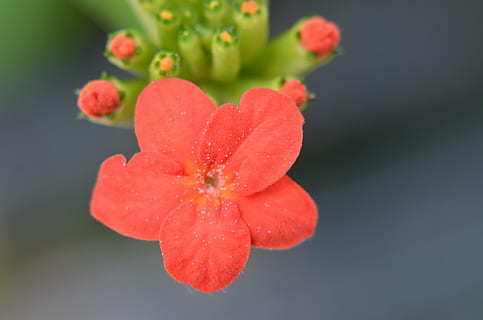 macro, simple, bonic, flor, planta, pètal, naturalesa, vermell, bellesa a la natura, frescor, primer pla, planta amb flors, vulnerabilitat, creixement, fragilitat, cap gent, inflorescència, cap de flor, aigua, tirar, humit, centrar-se en primer pla, a l'aire lliure, pol·len, primavera, 4K, CC0, domini públic, lliure de regalies