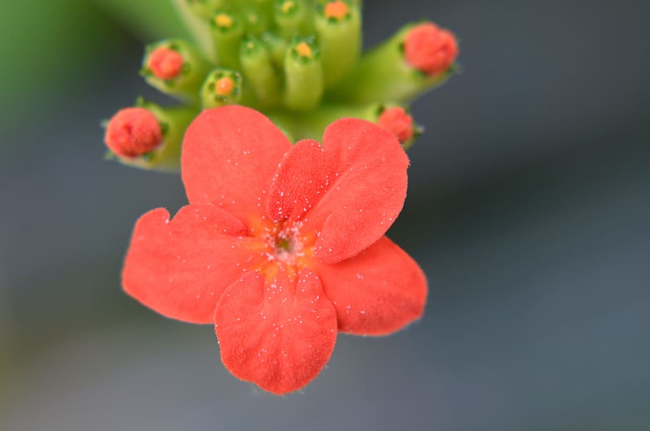 macro, simple, bonic, flor, planta, pètal, naturalesa, vermell, bellesa a la natura, frescor, primer pla, planta amb flors, vulnerabilitat, creixement, fragilitat, cap gent, inflorescència, cap de flor, aigua, tirar, humit, centrar-se en primer pla, a l'aire lliure, pol·len, primavera, 4K
