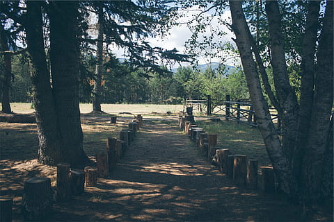 parc, Camí, arbres, soques d'arbres, arbre, planta, naturalesa, tranquil·litat, terra, dia, bosc, escena tranquil·la, llum solar, cap gent, tronc, tronc de l'arbre, material de fusta, direcció, el camí a seguir, sendera, ombra, bellesa a la natura, a l'aire lliure, escenics - natura, fusta, 1080P, CC0, domini públic, lliure de regalies