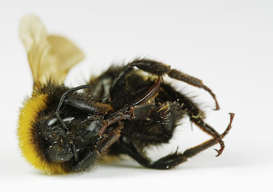 groc, macro, naturalesa, abella, tancar, compost, insecte, un animal, fons blanc, fauna animal, temes d'animals, animals a la natura, invertebrat, animal, primer pla, tir de l'estudi, cap gent, artròpode, a l'interior, part del cos dels animals, cames d’animal, tallar, 2K