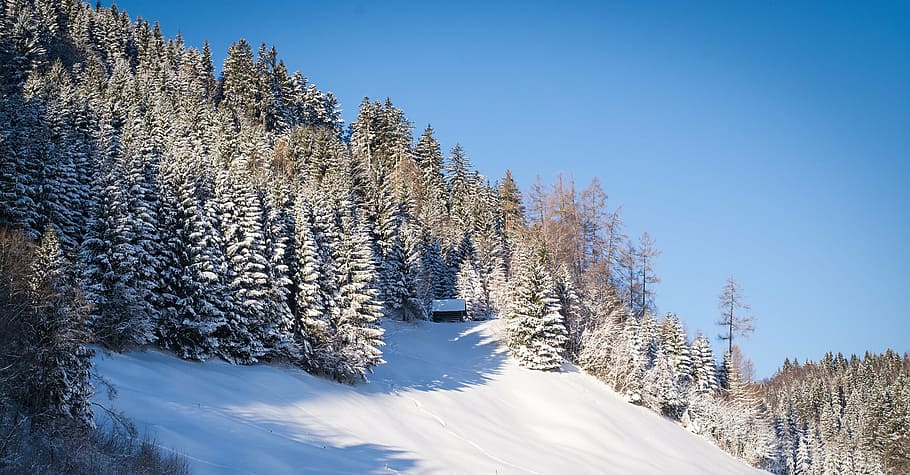 blanc, muntanya de neu, pins, paisatge, hivern, neu, assolellat, bon temps, parcialment ennuvolat, bosc, prat, cel, temperatura de fred, arbre, pi, naturalesa, escena no urbana, dia, cap gent, planta, arbre de coníferes, pinàcies, bosc de pi, muntanya, terra, escenics - natura, medi ambient, bellesa a la natura, a l'aire lliure, muntanya nevada, 1080P