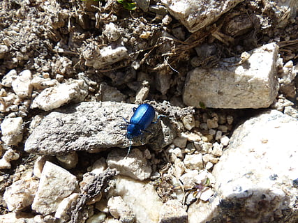 Käfer, glasiert, Blau, glasiert umfasst, Blattkäfer, Chrysomelidae, oreina speciosissima, oreina, oreina spec, unhygienisch, Insekt, ein Tier, Natur, draußen, keine Leute, Tierwelt, Tiere in freier Wildbahn, Tier, Tierthemen, solide, Rock, wirbellos, Rock - Objekt, Tag, High Angle View, Nahansicht, Tierflügel, Sonnenlicht, Stein - Objekt, Kieselstein, 4K, CC0, gemeinfrei, lizenzfrei