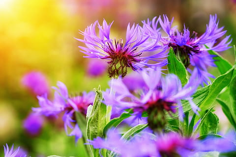 fleurs violettes en fleurs, bleuet, aster, comme un astre, matériaux composites, cyanus segetum hill, centaurea cyanus, Zyane, Asteraceae, fleur, Floraison, Contexte, plante à fleurs, plante, beauté dans la nature, fraîcheur, violet, croissance, fragilité, fermer, vulnérabilité, la nature, tête de fleur, mise au point sélective, pétale, inflorescence, personne, partie de la plante, couleur verte, printemps, champ, en plein air, herbe, parterre de fleurs, jardin d'ornement, 5K, CC0, domaine public, libre de droits