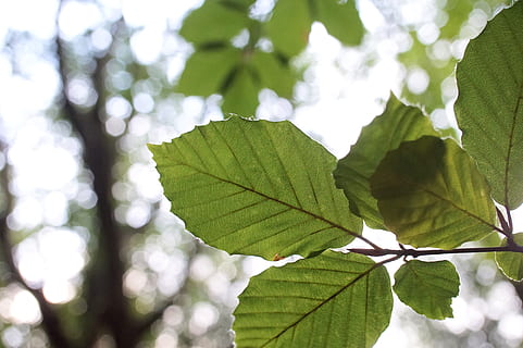 leaf, beech, green, close, macro, tree, plant, back light, bokeh, plant part, green color, nature, growth, day, close-up, beauty in nature, focus on foreground, outdoors, no people, leaf vein, low angle view, sunlight, tranquility, branch, leaves, vulnerability, 5K, CC0, public domain, royalty free