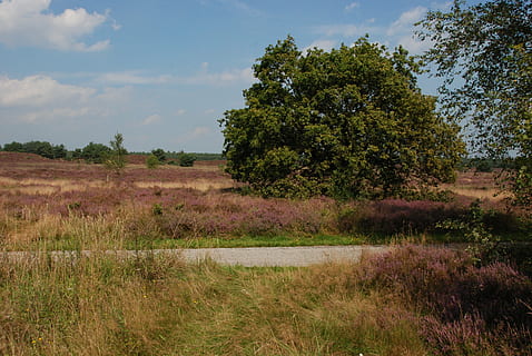 heide, florir, veluwe, Camí, carretera, paisatge, naturalesa, arbre, Països Baixos, planta, cel, creixement, tranquil·litat, escena tranquil·la, camp, terra, herba, bellesa a la natura, escenics - natura, medi ambient, núvol - cel, dia, escena no urbana, cap gent, color verd, a l'aire lliure, 4K, CC0, domini públic, lliure de regalies