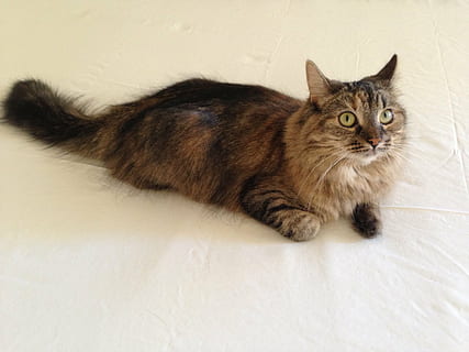 Katze, langhaarig, Haustiere, Schwanz, Hauskatze, inländisch, Säugetier, katzenartig, ein Tier, Porträt, keine Leute, drinnen, Kamera betrachten, Entspannung, hinlegen, Wirbeltier, in voller Länge, Haar, Maine Coon Katze, Whisker, tabby, 2K, CC0, gemeinfrei, lizenzfrei