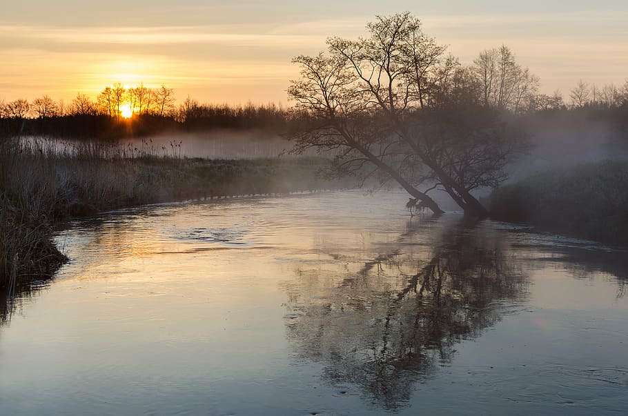 Baum, Wasser, neben, Flussufer, tagsüber, Fluss, Landschaft, Natur, Sonnenuntergang, Reflexion, See, szenen, draußen, Himmel, Ruhe, ruhige Szene, Schönheit in der Natur, Szenen - Natur, Nicht-städtische Szene, keine Leute, Pflanze, idyllisch, Nebel, Sonne, Ufergegend, dunstig, 4K