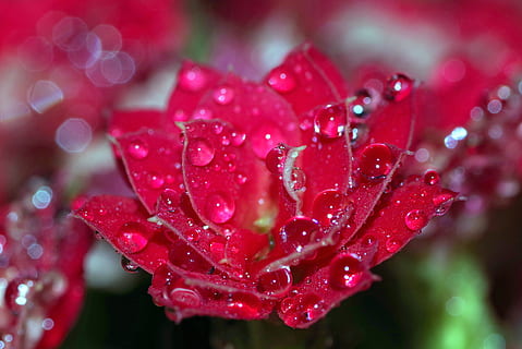 gotes, flor, gerds, Rosa, vermell, aigua, brilli, macro, primer pla, planta, verd, naturalesa, humit, pluja, tassa, els pètals, tirar, pètal, frescor, bellesa a la natura, creixement, planta amb flors, vulnerabilitat, fragilitat, cap gent, color rosa, rosada, cap de flor, a l'aire lliure, gota de pluja, puresa, primavera, temporada de pluges, 4K, CC0, domini públic, lliure de regalies