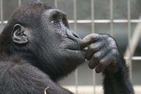 cerca de la foto, negro, chimpancé, primate, mono, pensando, imitar, ver, mamífero, fauna animal, un animal, animales en cautiverio, gorila, zoo, de cerca, mano, vertebrado, parte del cuerpo del animal, gente, día, mano humana, vista de perfil, contemplación, herbívoro, 5K, CC0, dominio público, libre de derechos