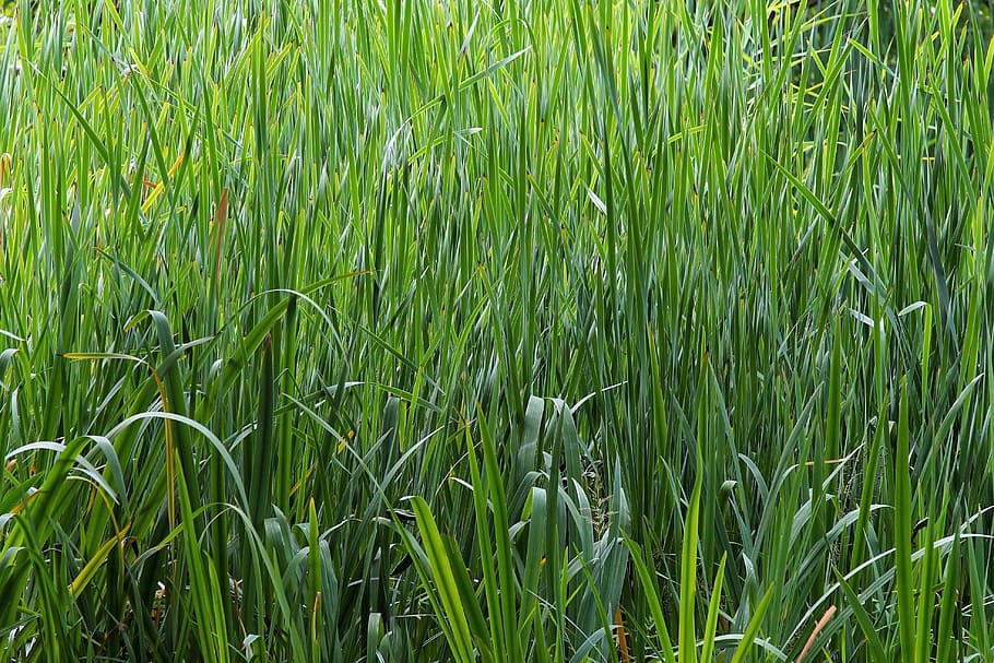 biòtop, humitat, herbes, piscines, frisch, planta, verd, viu, retirar-se, viu nou, saludable, verd fresc, creixement, color verd, terra, camp, bellesa a la natura, fons, naturalesa, tranquil·litat, marc complet, cap gent, herba, paisatge, dia, frescor, escena rural, cultiu, agricultura, a l'aire lliure, planta de cereals, bambú - planta, fulla d'herba, 4K