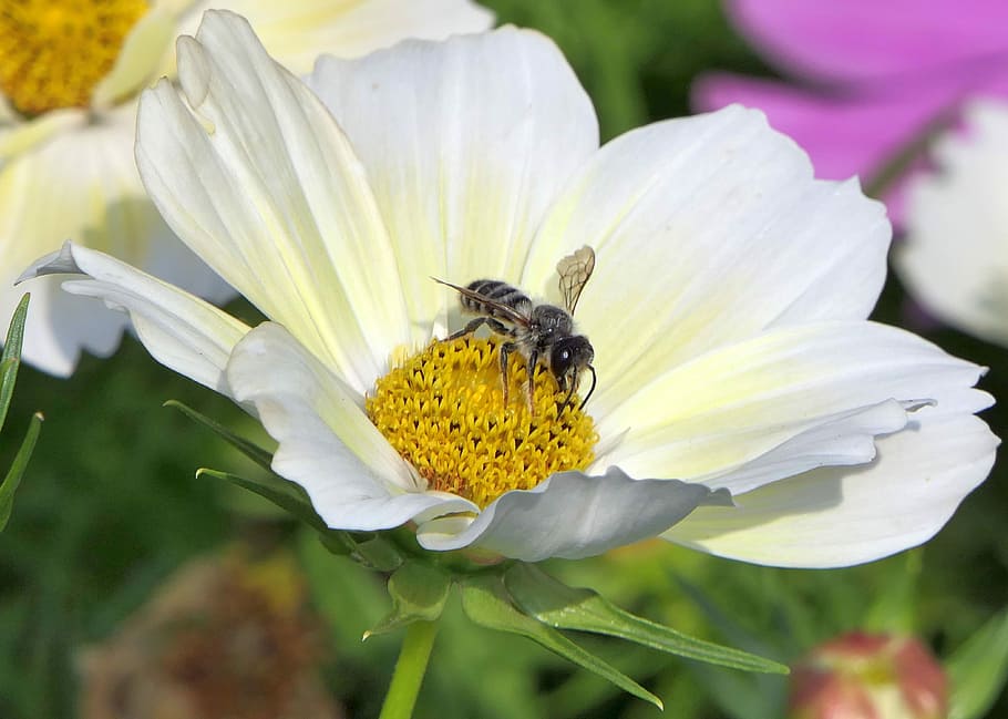 Biene, Weiß, Blume, schließen, Makro, Insekt, weiße Blüte, Pflanze, Garten, blühende Pflanze, Blütenblatt, Zerbrechlichkeit, Tierthemen, Tierwelt, wirbellos, Tier, Schönheit in der Natur, Tiere in freier Wildbahn, Verletzlichkeit, Frische, ein Tier, Blütenkopf, Wachstum, Nahansicht, Pollen, Bestäubung, keine Leute, draußen, Frühling, 4K