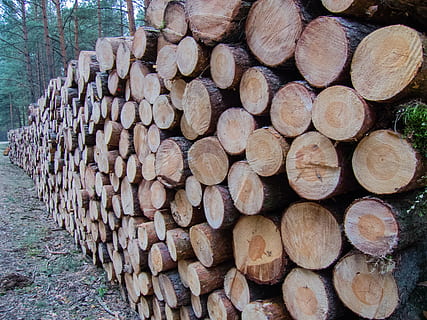 legna, fetta, pila, supportato, pino, taglio, albero, giardinaggio, tronco, legname segato, mucchio di legno, foresta, legno - materiale, legna da ardere, industria del legname, ceppo, natura, legname, tronco d'albero, cerchio, Marrone, mucchio, catasta di legna, bosco, all'aperto, Materiale, sezione trasversale, grande gruppo di oggetti, la deforestazione, abbondanza, nessuno, problemi ambientali, giorno, combustibile fossile, combustibile e produzione di energia, preparativi, tritato, 4K, CC0, dominio pubblico, privo di copyright