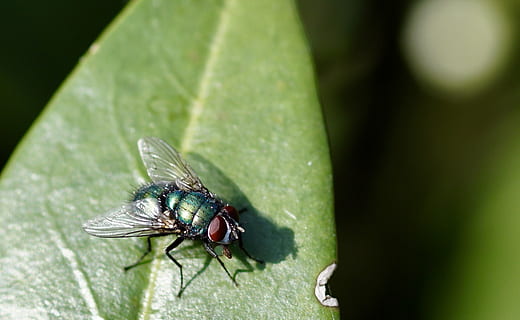 volar, full, insecte, bluebottle, naturalesa, animal, primer pla, macro, mosca domèstica, temes d'animals, invertebrat, fauna animal, un animal, animals a la natura, ala dels animals, color verd, part de la planta, dia, planta, cap gent, zoologia, enfocament selectiu, a l'aire lliure, 1080P, CC0, domini públic, lliure de regalies