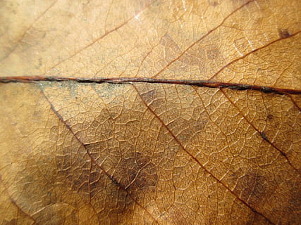 makrofotografering, brun, blad, natur, anlegg, falle, høst, årstid, løvverk, økologi, lønnetre, organisk, eco, oktober, tørke, Miljø, botanisk, november, stilk, botanikk, defoliation, levende, utendørs, eik, pittoreske, skogen, dekke, bakke, bakgrunn, full ramme, nærbilde, strukturert, mønster, bladvein, ingen folk, plante del, naturlig mønster, makro, sprakk, dag, ekstrem nærbilde, ujevn, tre - materiale, 1080P, CC0, offentlig domene, opphavsrett gratis
