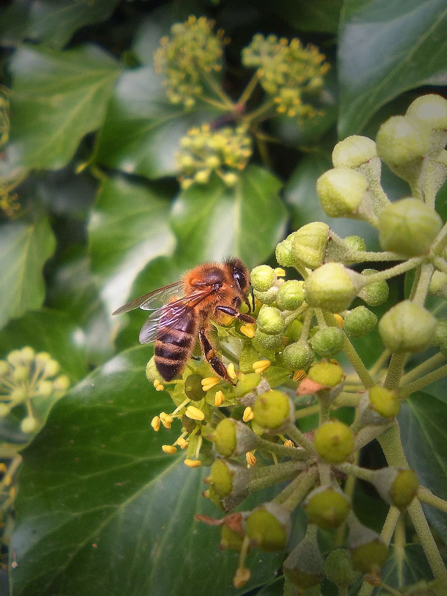 bi, sugende, makro, blomst, Libar, insekter, nektar, honning, et dyr, blad, insekt, natur, vækst, plante, hvirvelløse, dyr, dyre temaer, dyr i naturen, dyreliv, plante del, grøn farve, tæt på, dag, ingen mennesker, skønhed i naturen, blomstrende plante, udendørs, blomsterhoved, bestøvning, 1080P