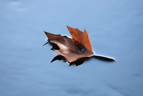 floating leaf, toamnă, foaie uscată, cădea, plantă, natural, botanic, organic, botanică, iarbă, agricultură, în aer liber, mediu inconjurator, horticultură, vegetație, frunziş, parte a plantelor, frunze, natură, a închide, nici o persoana, uscat, zi, Schimbare, frumusețe în natură, vulnerabilitate, frunză de arțar, fragilitate, modelul natural, maro, cădere, vena frunzelor, să se concentreze asupra primelor elemente, starea naturala, 4K, CC0, domeniu public, fără drepturi de autor
