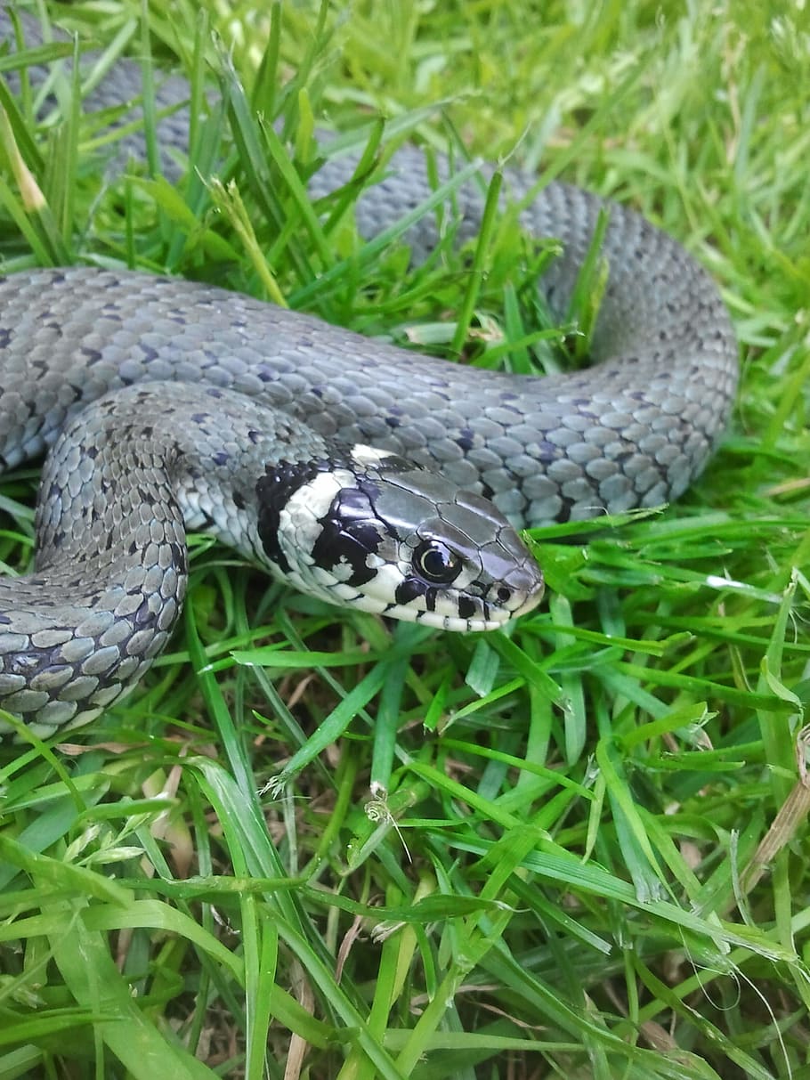serp, criatura, Snakehead, rèptil, animal, naturalesa, vida salvatge, color verd, herba, primer pla, temes d'animals, animals a la natura, un animal, a l'aire lliure, fauna animal, planta, vertebrats, cap gent, dia, terra, camp, part del cos dels animals, vista d’angle alt, cap d’animals, verinós, escala d’animals, fulla d'herba, 2K