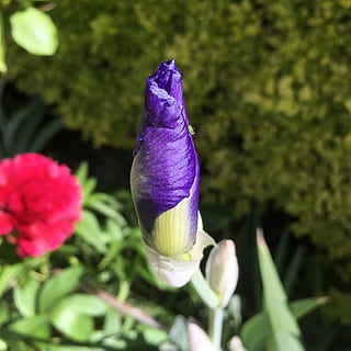 iris, gladiolos, primavera, verano, floración, flor, Florecimiento de flores, púrpura, verde, hojas, naturaleza, Dom, brote, áfido, insecto, bicho verde, planta floreciendo, vulnerabilidad, fragilidad, planta, belleza en la naturaleza, pétalo, frescura, crecimiento, de cerca, inflorescencia, cabeza de flor, nadie, día, campo, centrarse en primer plano, color verde, tierra, al aire libre, azafrán, 2K, CC0, dominio público, libre de derechos