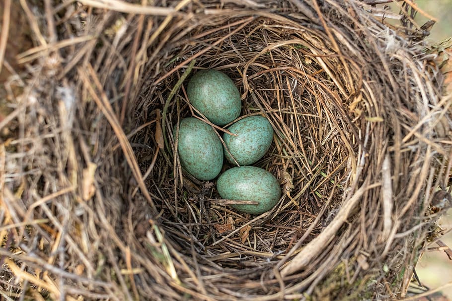 Jack, opere murarie, uova, uccello, natura, nido d'animali, uovo, nuova vita, inizi, uovo animale, cibo, nessuno, giorno, vista dall'alto, nido di uccello, cibo e bevande, avvicinamento, vulnerabilità, fragilità, pianta, sicurezza, all'aperto, protezione, gruzzolo, 5K