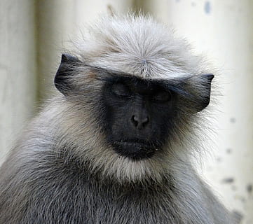 šedý langur, myslící, spací, opice, zvíře, savec, ženský, hanuman langur, semnopithecus entellus, Indie, primát, jednoho zvířete, zvířat, zvířata ve volné přírodě, obratlovců, detail, zvířecí chlupy, část těla zvířete, nikdo, portrét, pavián, Příroda, vlasy, zvířecí oko, 4K, CC0, veřejná doména, bez autorských práv