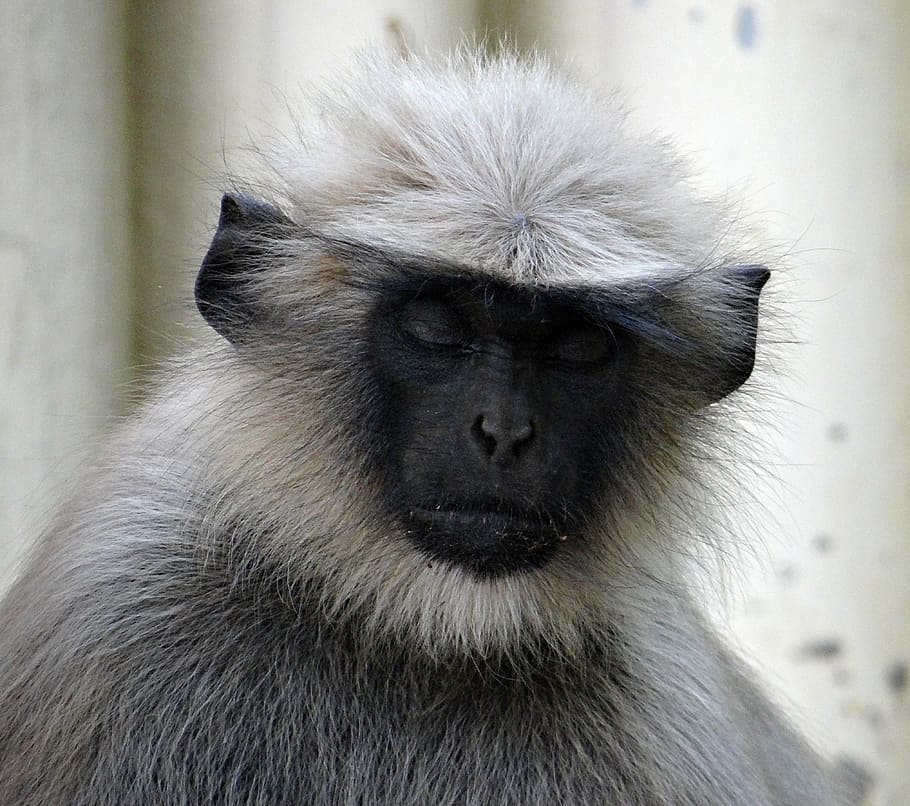 langur gris, pensar, dorment, mico, animal, mamífer, femella, hanuman langur, semnopithecus entellus, Índia, primat, un animal, fauna animal, animals a la natura, vertebrats, primer pla, pèl d’animals, part del cos dels animals, cap gent, retrat, babuí, naturalesa, cabell, ull d’animals, 4K
