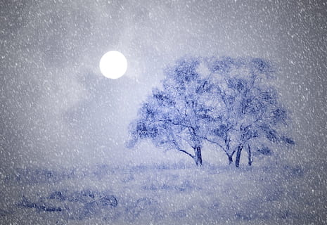 blau, negre, pintura en arbre, dos arbres, nit, hivern, arbres, neu, lluna, nevades, rierol de neu, schneesturm, naturalesa, arbre, cel, temps, fred - temperatura, fons, paisatge, gelades, temporada, boira, congelat, blanc, resum, cap gent, gel, bellesa a la natura, temperatura de fred, floc de neu, escena tranquil·la, tranquil·litat, planta, camp, terra, escenics - natura, nevar, medi ambient, a l'aire lliure, clima extrem, vent de neu, muntanya nevada, 2K, CC0, domini públic, lliure de regalies