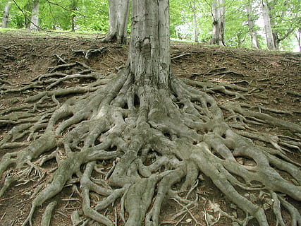 gay tree trunk, rod, log, træ, Skov, natur, miljø, hvile, dyrke, overfladisk, plante, træstamme, bagagerum, vækst, jord, plante del, dag, ingen mennesker, ro, udendørs, breder sig, skønhed i naturen, mønster, tæt på, afdeling, sammenfiltrede, 1080P, CC0, offentligt domæne, royaltyfrie