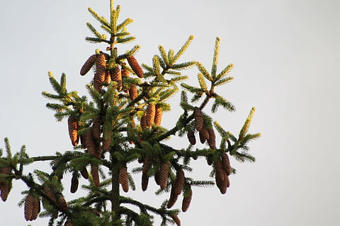 con, pi, Sol ponent, cultiu, marró, naturalesa, planta, creixement, arbre, cap gent, color verd, full, primer pla, bellesa a la natura, part de la planta, tir de l'estudi, cel, a l'aire lliure, salut i medicina, dia, branca, fons blanc, medicina, vista d’angle baix, arbre de coníferes, 2K, CC0, domini públic, lliure de regalies