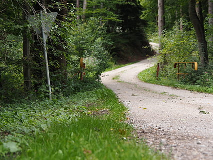 bosc, lluny, llum, clar, swing, arbres, verd, interminable, moviment, planta, arbre, terra, herba, el camí a seguir, color verd, direcció, transport, naturalesa, carretera, creixement, dia, una persona, persones reals, bellesa a la natura, caminar, estils de vida, tranquil·litat, sendera, a l'aire lliure, 1080P, CC0, domini públic, lliure de regalies
