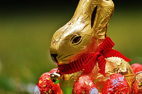 lepre, Pasqua, cioccolato, prato primaverile, fiori selvatici, blu, fiori, primavera, fiore, prato, prato fiorito, pianta, natura, estate, erba, prato estivo, uovo, concentrarsi sulle conoscenze acquisite, temi animali, avvicinamento, un animale, animale, nessuno, fauna selvatica, rosso, vertebrato, animali allo stato selvatico, rappresentazione, giorno, arte e artigianato, giocattolo, copia spazio, rappresentazione animale, luce del sole, all'aperto, testa di animale, 5K, CC0, dominio pubblico, privo di copyright