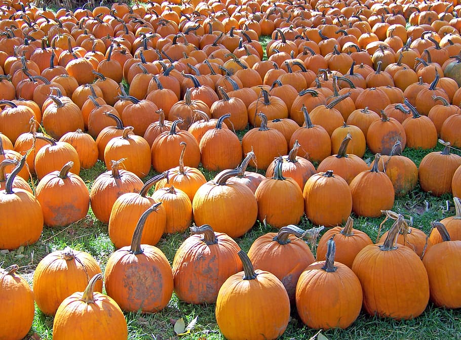 dynie, jesień, upadek, Pomarańczowy, owoce, jesień, spadek, sezonowy, październik, jedzenie, jadalny, żniwa, festiwal, układ, ziemia, Zielony, podłoga, święto Dziękczynienia, jasny, dzień, dekoracje, dekoracyjny, dynia, rolnictwo, warzywo, kolor pomarańczowy, gospodarstwo rolne, łatka z dyni, halloween, przyciąć, gurda, Natura, żniwny, squash - warzywo, dojrzały, na dworze, pora roku, scena wiejska, jedzenie i picie, duża grupa obiektów, obfitość, żadnych ludzi, świeżość, zdrowe odżywianie, uroczystość, dobre samopoczucie, pole, pełna ramka, tła, 2K