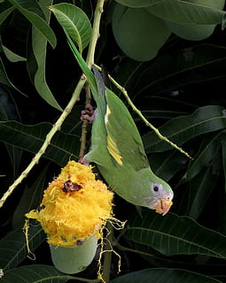 ocell, periquito, mango, tròpic, Brasil, vida salvatge, full, part de la planta, temes d'animals, animal, planta, color verd, primer pla, naturalesa, fauna animal, vertebrats, creixement, flor, animals a la natura, un animal, cap gent, planta amb flors, bellesa a la natura, groc, dia, a l'aire lliure, cap de flor, 1080P, CC0, domini públic, lliure de regalies