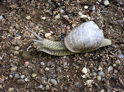 snail, shell, mollusk, animal wildlife, animal, animal themes, one animal, animals in the wild, animal shell, land, gastropod, invertebrate, day, no people, nature, high angle view, close-up, solid, beach, boredom, crawling, pebble, gravel, 4K, CC0, public domain, royalty free