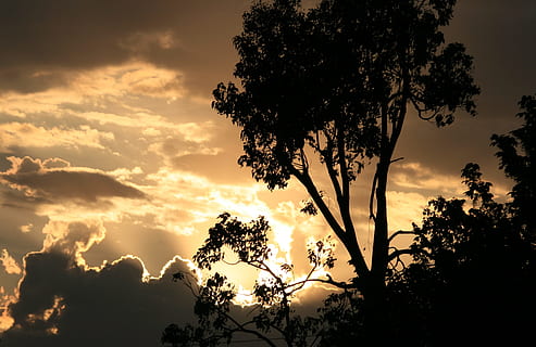 himmel, skyer, mørk, kantning, guld, lyse, lys, træ, silhuet, plante, skønhed i naturen, solnedgang, ro, rolig scene, sky - himmel, vækst, scenics - natur, orange farve, ingen mennesker, natur, idyllisk, lav vinkel visning, udendørs, afdeling, sollys, dramatisk himmel, 2K, CC0, offentligt domæne, royaltyfrie