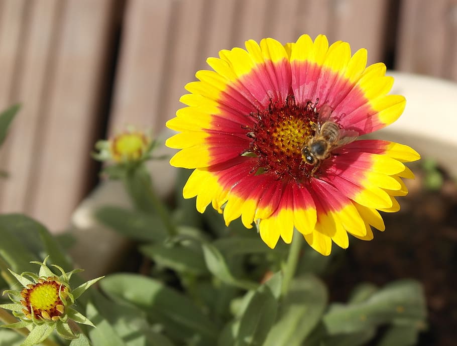ape, foraggio, natura, pianta fiorita, fiore, freschezza, pianta, fragilità, petalo, crescita, testa di fiore, bellezza nella natura, vulnerabilità, infiorescenza, avvicinamento, giallo, polline, concentrarsi sulle conoscenze acquisite, nessuno, giorno, fauna selvatica, animale, impollinazione, gazania, 2K