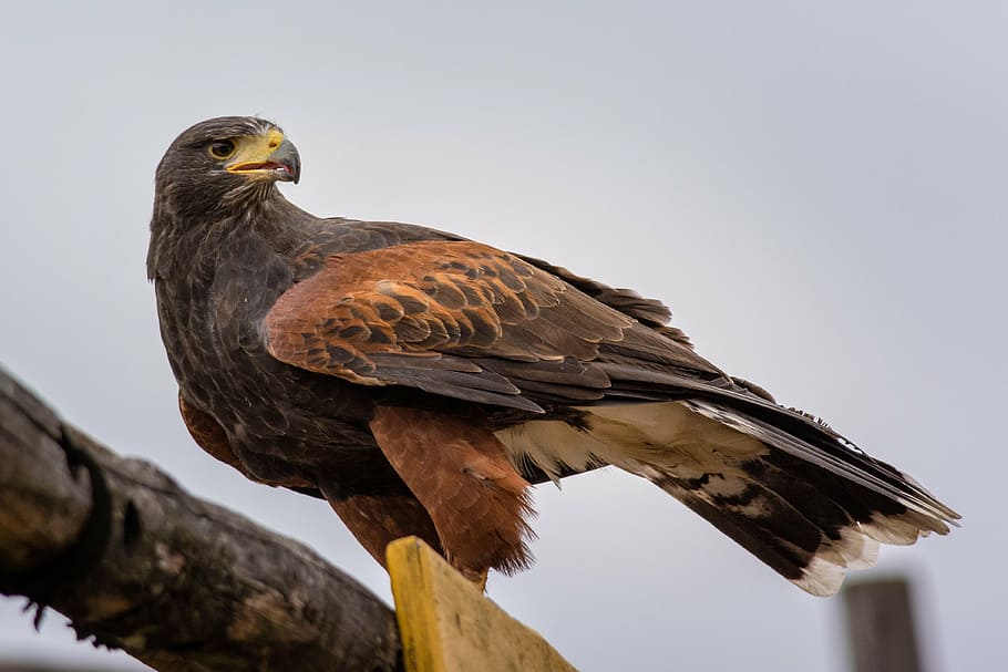 nærbilde foto, falk, stående, gren, dagtid, fugl, dyr, adler, natur, fjær, raptor, rovfugl, fugler, regning, dyr verden, vinge, dyrehage, dyreliv, ett dyr, dyr i naturen, perching, ingen folk, dyre temaer, dag, utendørs, virveldyr, himmel, eagle - bird, lav vinkel visning, tre, Ørn, hawk - fugl, falk - fugl, 4K