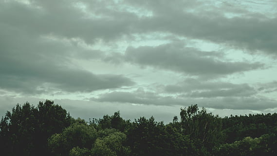 Natur, Himmel, Wolken, wolkig, dunkle Wolken, Umgebung, Wald, düster, idyllisch, szenisch, still, Bäume, Baum, wolke - himmel, Pflanze, Schönheit in der Natur, Szenen - Natur, Ruhe, Wachstum, ruhige Szene, keine Leute, Nicht-städtische Szene, Tag, grüne Farbe, Flachwinkelansicht, draußen, bedeckt, Dramatischer Himmel, Wipfel, bedrohlich, 5K, CC0, gemeinfrei, lizenzfrei