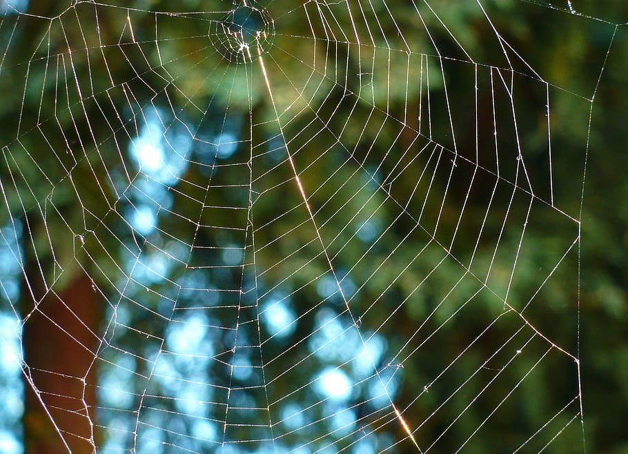 natura, Rete, ragno, ragnatela, t, web, seta, all'aperto, fragilità, avvicinamento, nessuno, concentrarsi sulle conoscenze acquisite, vulnerabilità, modello naturale, modello, giorno, bellezza nella natura, fotogramma intero, sfondi, temi animali, animale, acqua, complessità, intrappolati, concentrico, rugiada, 2K